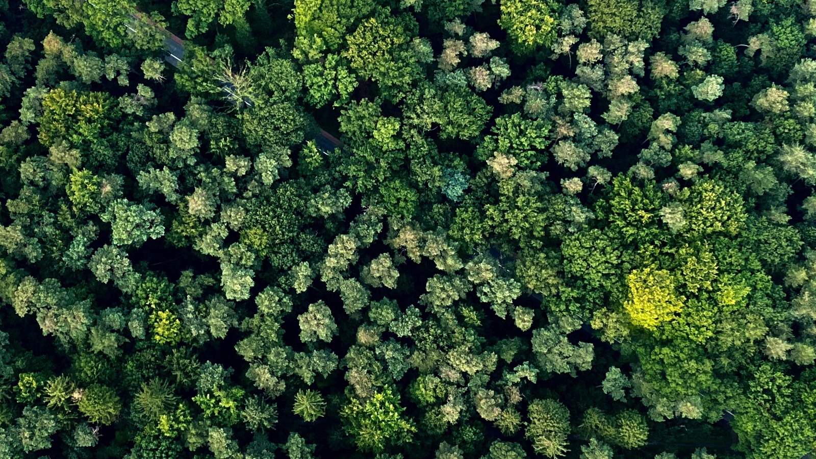 Luchtballonvaart Laakdal